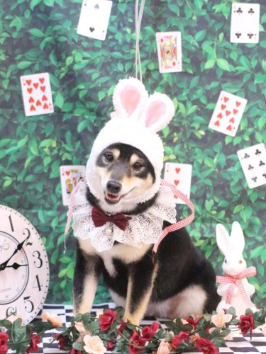 20250419小町ちゃん